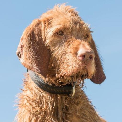 Draadharige Vizsla hond