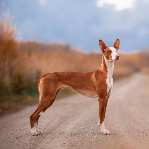 Podenco Ibicenco hond