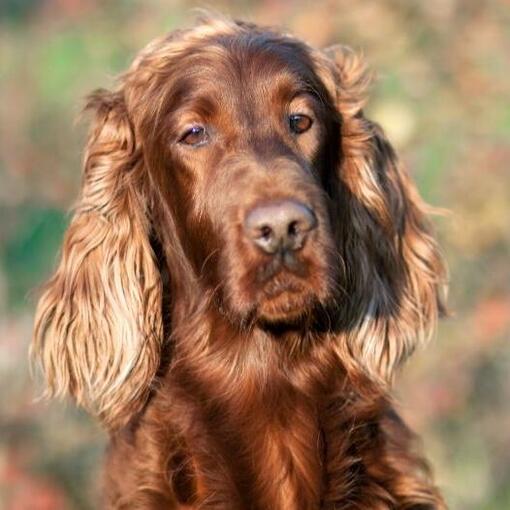 Ierse Setter hond 