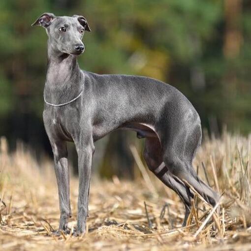 Italiaans Windhondje ligt op de grond