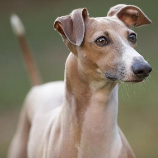 Italiaans Windhondje ligt op de grond