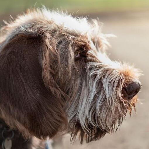Spinone Italiano hond