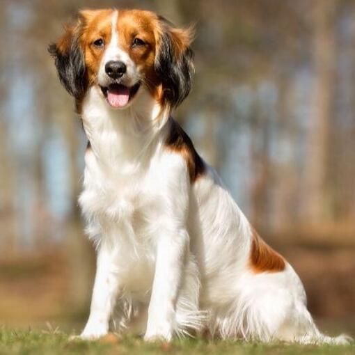 Kooikerhondje speelt in de tuin