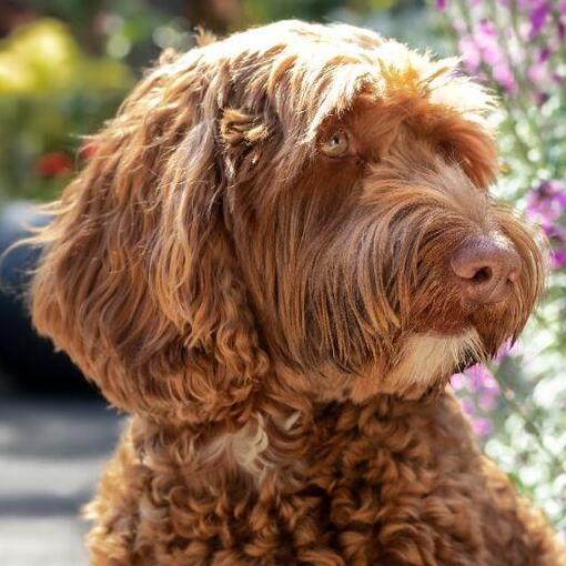 Labradoodle