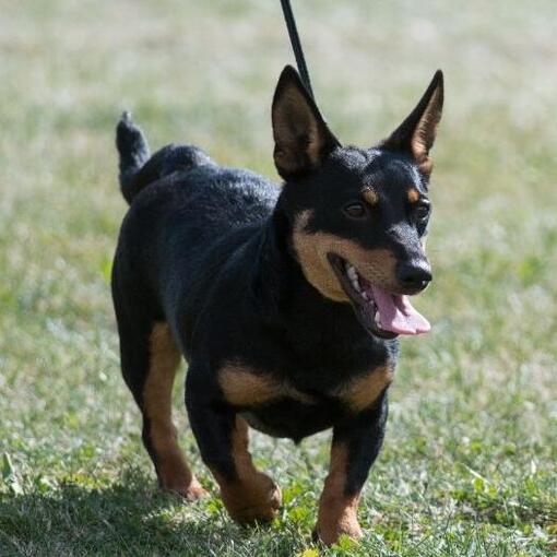 Lancashire Heeler rent op een grasvled