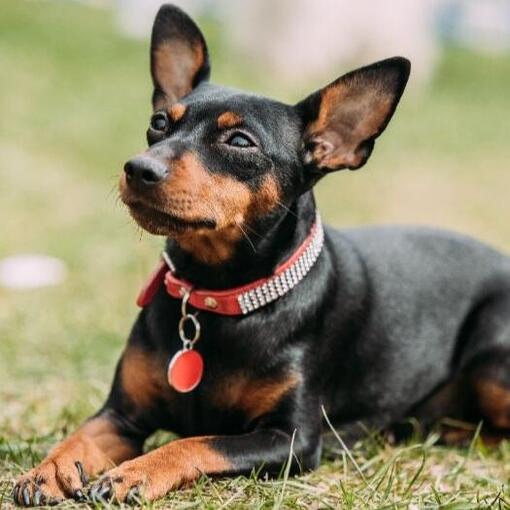 Dwergpinscher