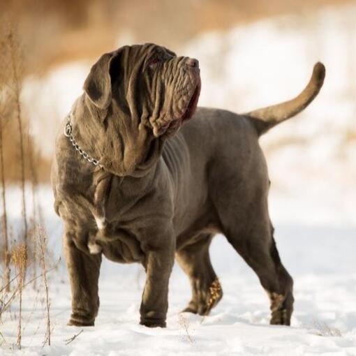 Mastino Napoletano