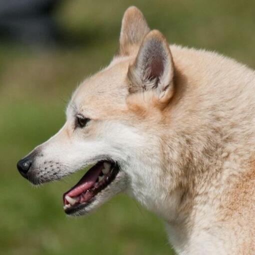 Noorse buhund