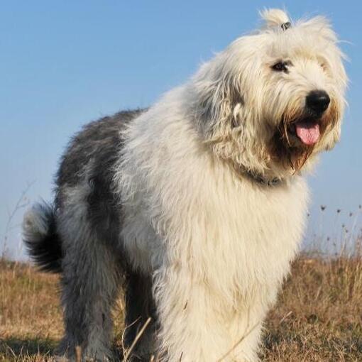 Old English Sheepdog staat in een veld