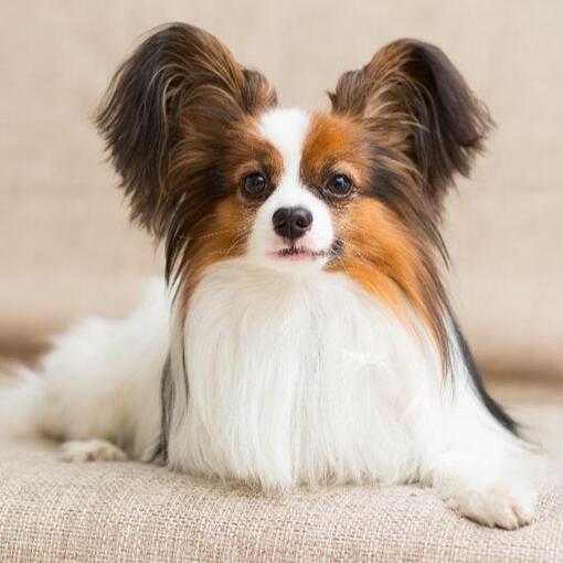 Papillon Vlinderhondje