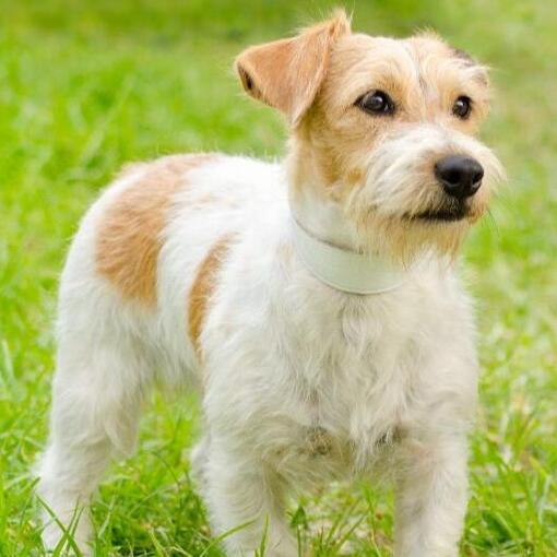 Jack Russel Terriër