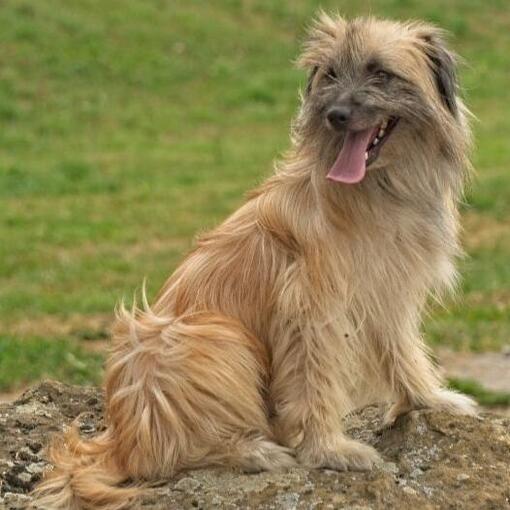 Pyrenese Herdershond