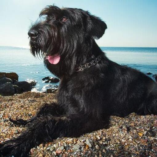 Riesenschnauzer