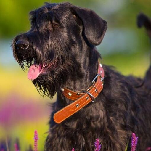 Middenslagschnauzer