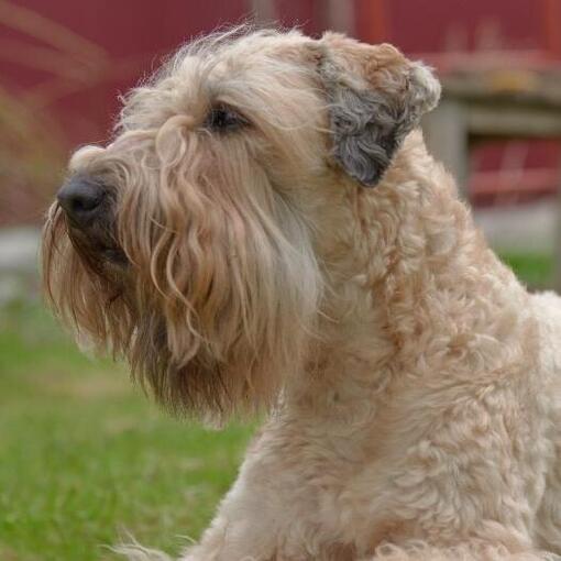 Soft Coated Wheaten Terriër