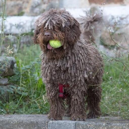 Spaanse Waterhond 