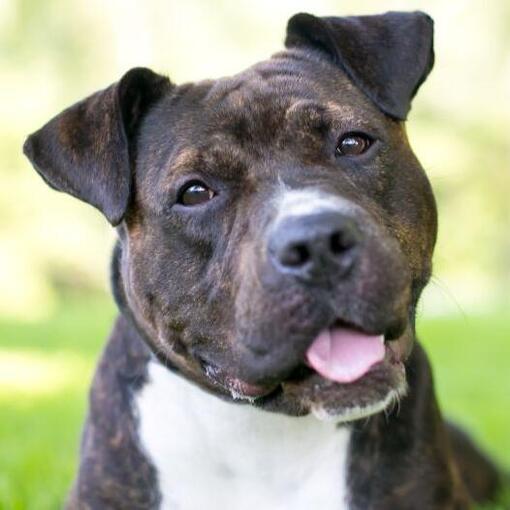 Staffordshire Bull Terriër