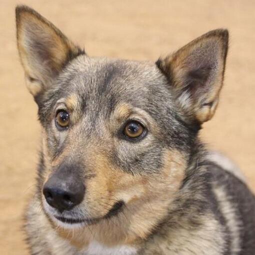 Zweedse Vallhund