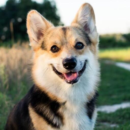 Welsh Corgi hond