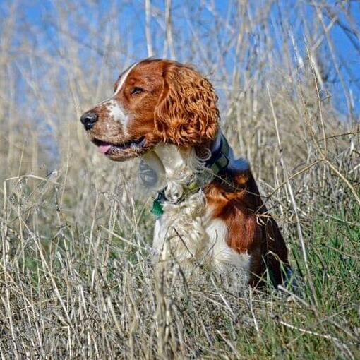 Welsh Springer Spaniël