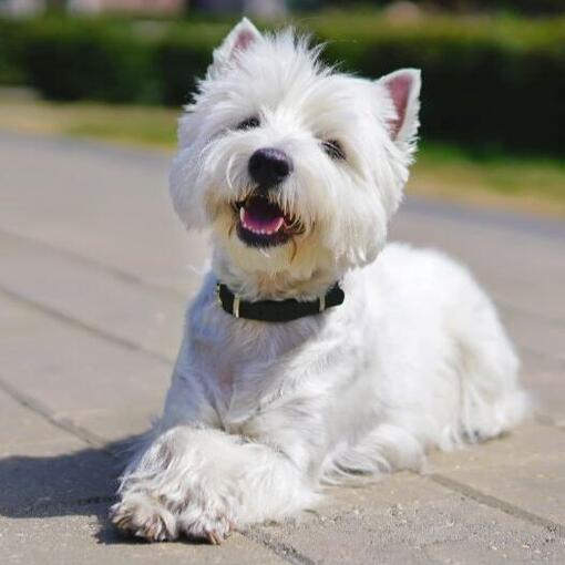 West Highland White Terriër