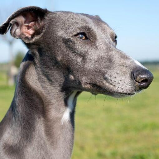 Whippet hond