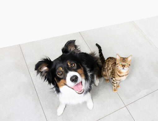 Hond en kat kijken naar boven