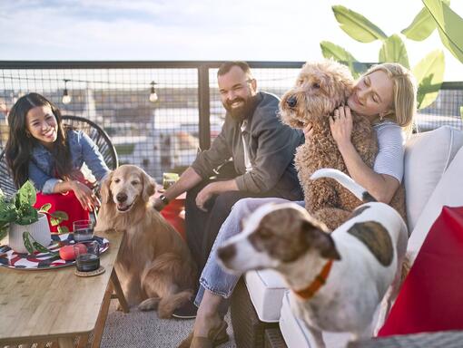 Purina 2021 rapport