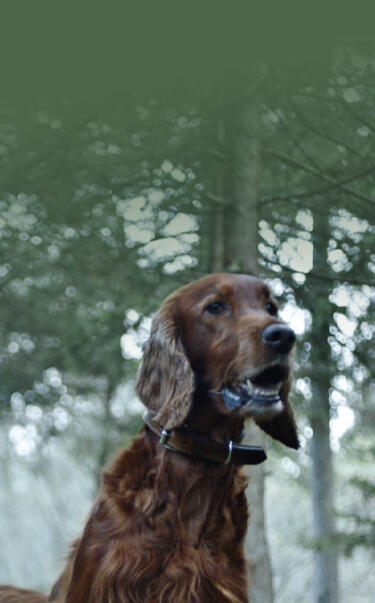 Hond en eigenaar op avontuur met Purina AdVENTuROS