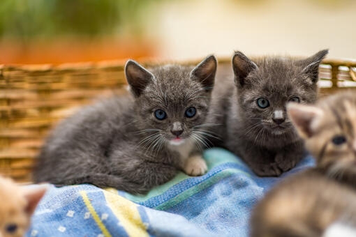 Twee grijze kittens in mand