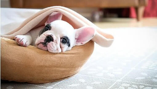 Franse bulldog in mand