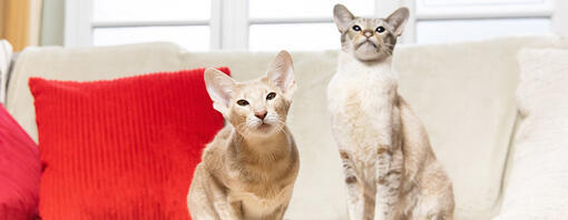 Twee katten zittend op de bank