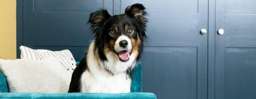Reu hond in mand