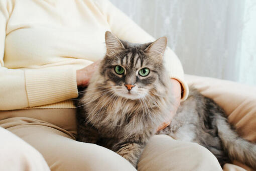 Maine Coon kat op schoot