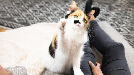 kat met poot omhoog