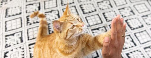 kat geeft high-five