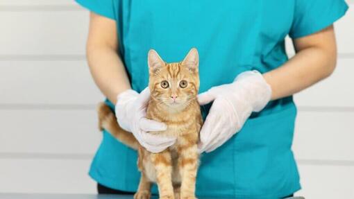 kat bij dierenarts
