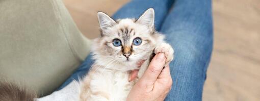 kat met blauwe ogen