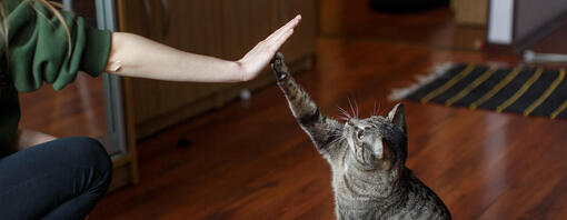 kat geeft high-five met poot