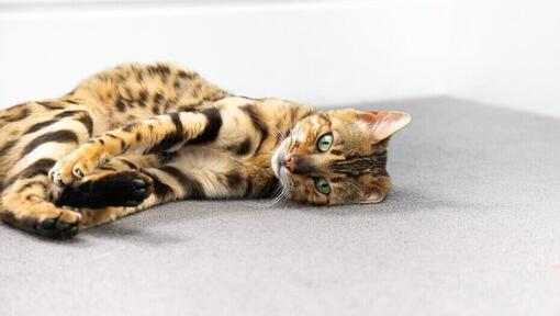 Bengaalse kat die zich op de grond opkrult
