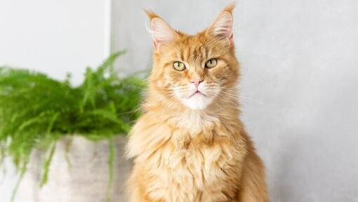 De emoties van je kat begrijpen