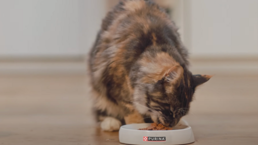 Dierenvoeding