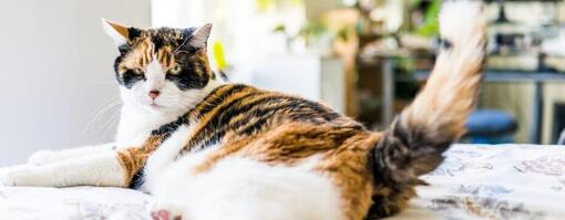 Overgewicht bij katten: Is mijn kat te dik?