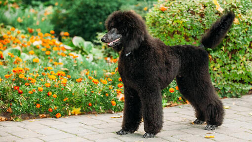 Quiz - Welk hondenras ben jij?