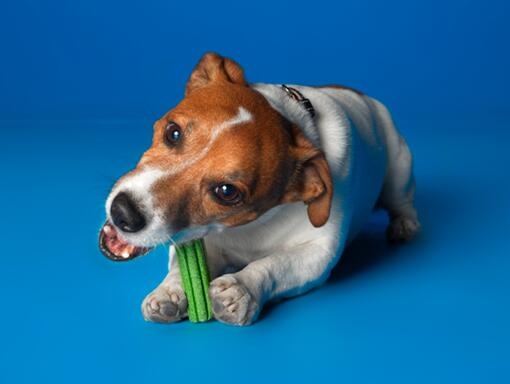 DENTALIFE® ActivFresh®