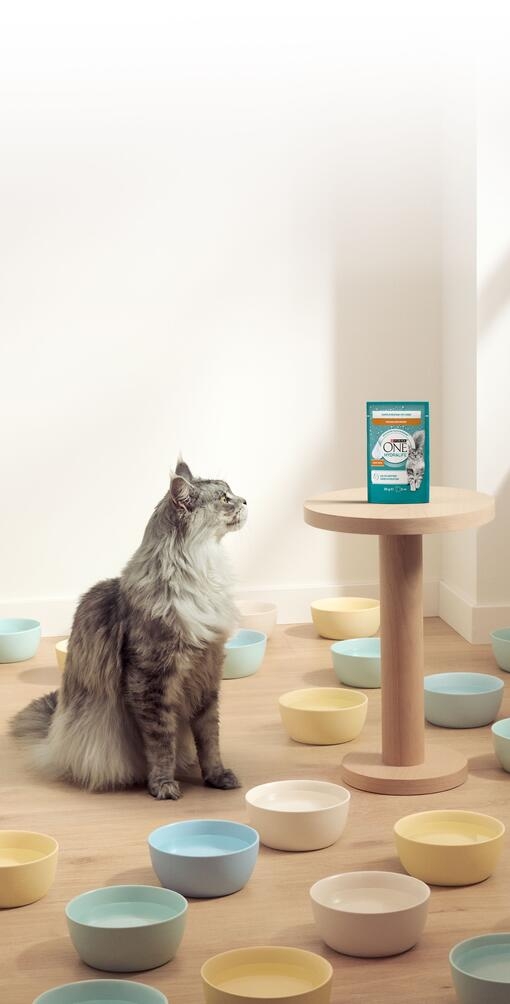 Maak hydratatie makkelijk met Purina ONE® Hydralife™
