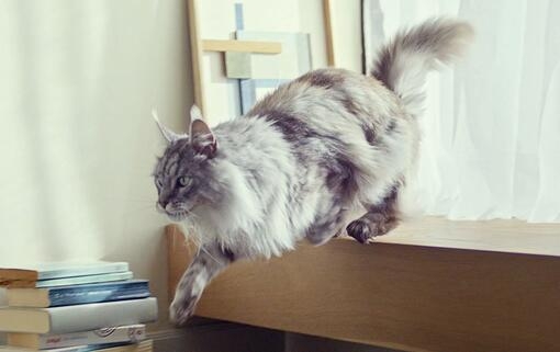 Ondersteunt een gezond darmmicrobioom