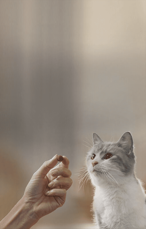 Ontdek Dentalife® voor katten