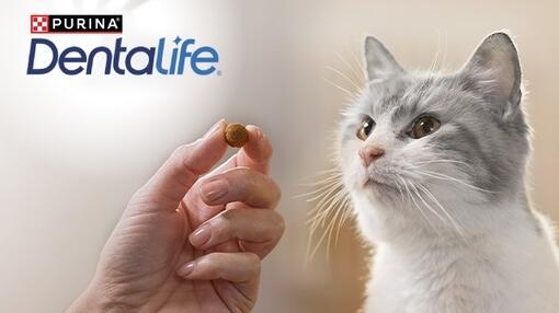 Dentalife Kat krijgt kattensnack