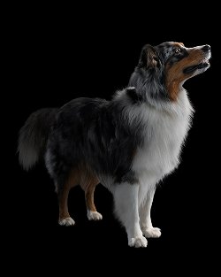 Pro Plan Dog